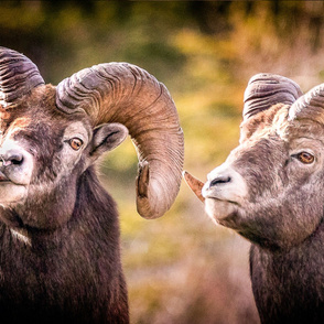 Rocky Mountain Sheep ChipabirdeeImages_MarilynGrubb_-