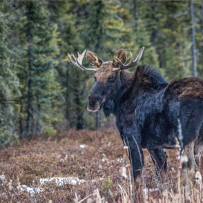 Bull Moose ChipabirdeeImages_MarilynGrubb_-9696