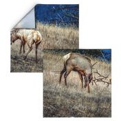 Bull Elk Sparring ChipabirdeeImages_MarilynGrubb