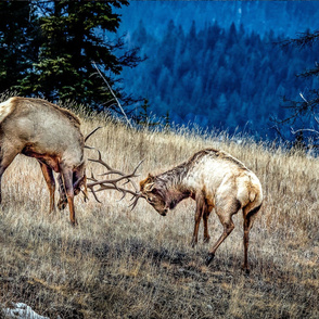 Bull Elk Sparring ChipabirdeeImages_MarilynGrubb