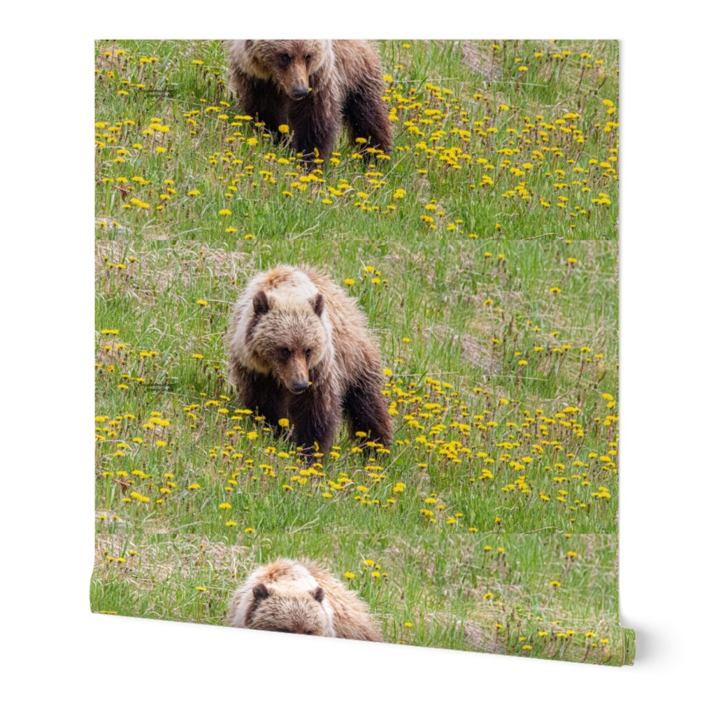 Grizzly in Dandelions ChipabirdeeImages_MarilynGrubb_-0416