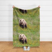 Grizzly in Dandelions ChipabirdeeImages_MarilynGrubb_-0416