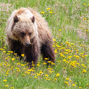 Grizzly in Dandelions ChipabirdeeImages_MarilynGrubb_-0416