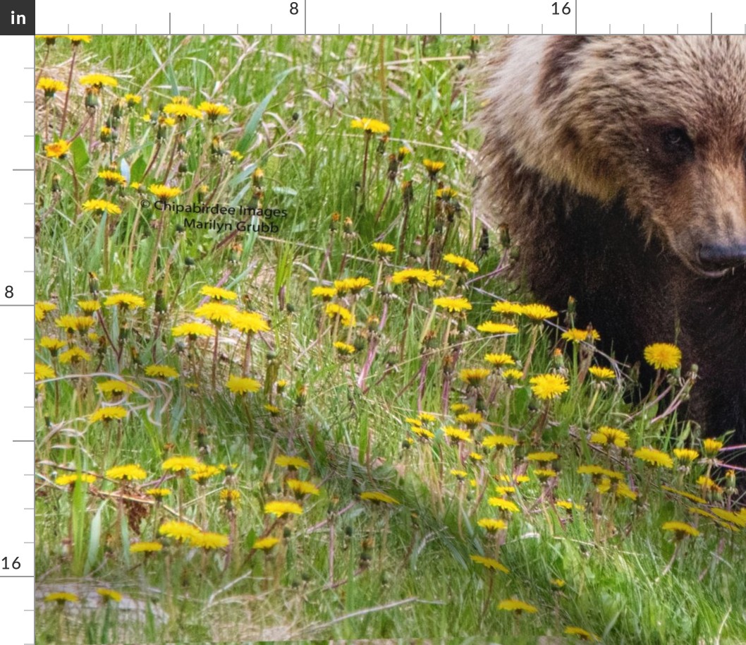 Grizzly in Dandelions ChipabirdeeImages_MarilynGrubb_-0416