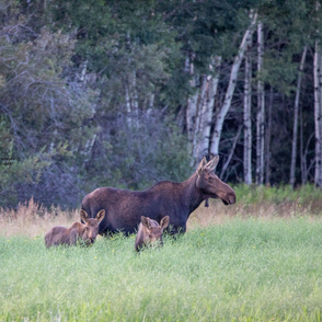 Moose Mother and Twins ChipabirdeeImages_MarilynGrubb_-8820