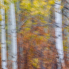 Autumn Trees in Motion ChipabirdeeImages_MarilynGrubb_-6045