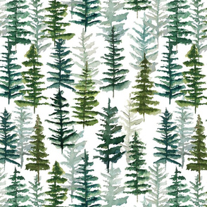 firs and pines