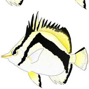 Scythemarked Butterflyfish