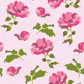 Pink roses botanical