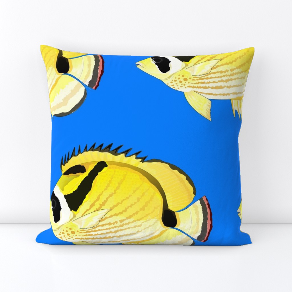 Raccoon ButterflyFish on sea blue