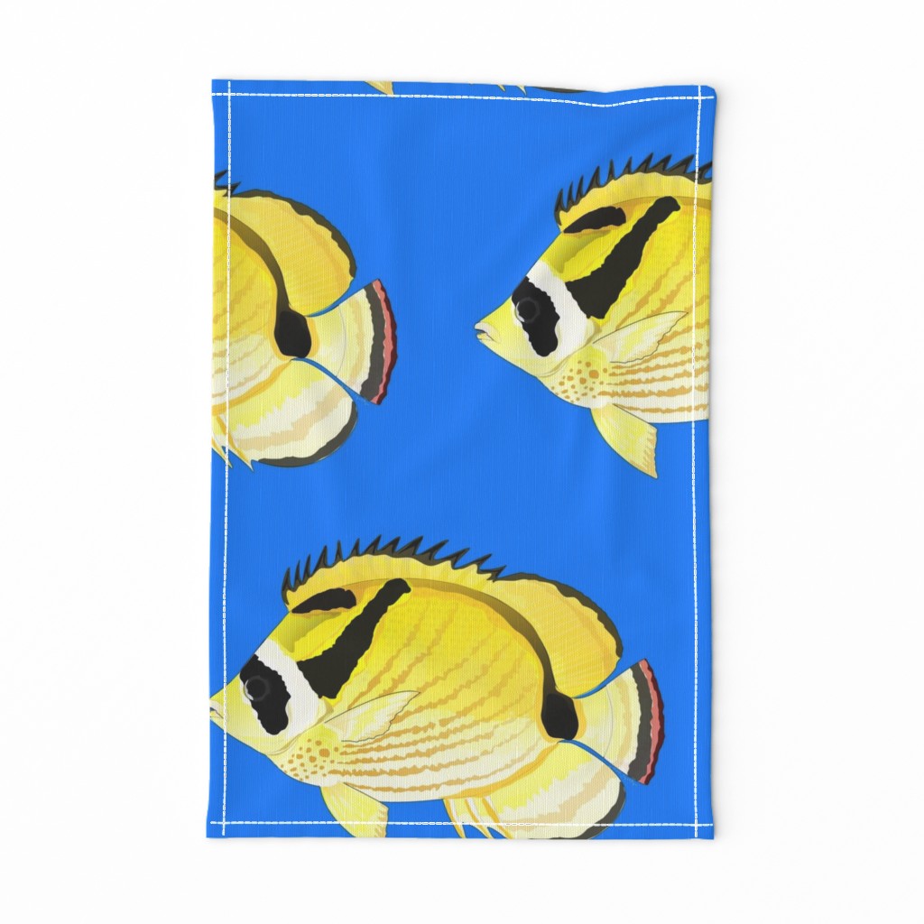 Raccoon ButterflyFish on sea blue