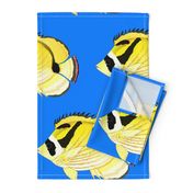 Raccoon ButterflyFish on sea blue