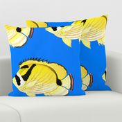 Raccoon ButterflyFish on sea blue