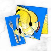 Raccoon ButterflyFish on sea blue