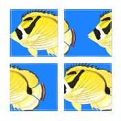 Raccoon ButterflyFish on sea blue