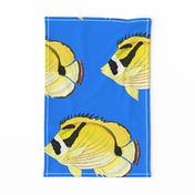 Raccoon ButterflyFish on sea blue