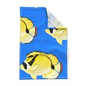 Raccoon ButterflyFish on sea blue