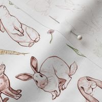 Rabbit Sketches in Color