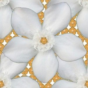 Jasmine White Flowers on Peach Flowers