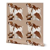 Brittany Spaniels 2