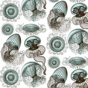 Ernst Haeckel Leptomedusae Jellyfish Chamoise  Cyan