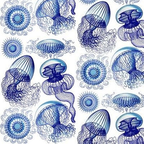 Ernst Haeckel Leptomedusae Jellyfish  Vivid Blues