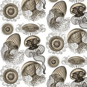 Ernst Haeckel Leptomedusae Jellyfish  Wenge