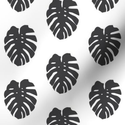 soft black monstera leaves on white