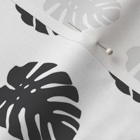 soft black monstera leaves on white