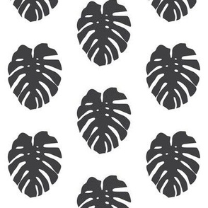 soft black monstera leaves on white