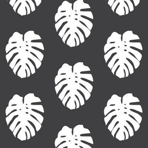 white monstera leaves on soft black