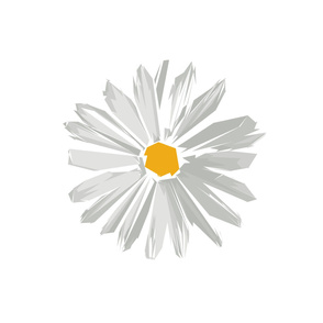 Daisy flower love minimal