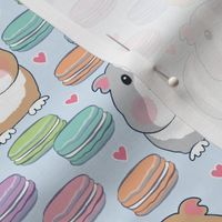 guinea pigs and macarons on soft blue
