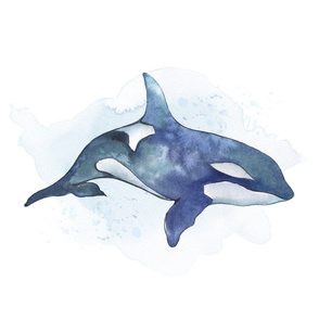 18x18" whale killer orca lovey