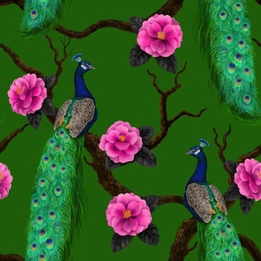 Peacock birds in the camellia garden on green