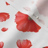 Red Heads|Red Poppy Flower|Renee Davis