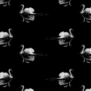 Medium // Swans wallpaper for walls moody