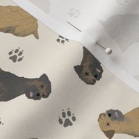 Tiny Border Terriers - tan