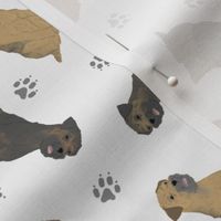 Tiny Border Terriers - gray