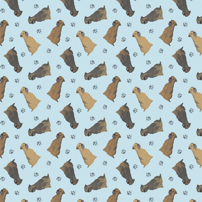 Tiny Border Terriers - blue