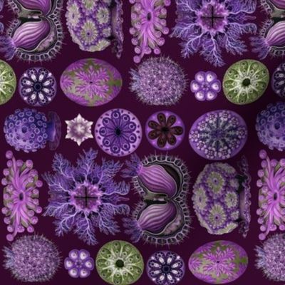 Ernst Haeckel  Ascidiae Sea Squirts Railroaded Purple