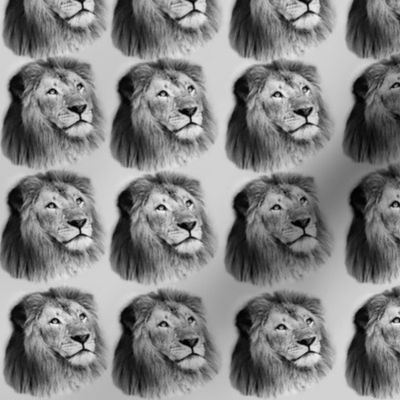 The Lion King of the Jungle Black and White Sketched