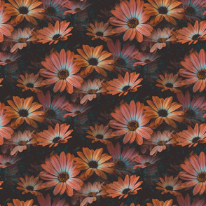 Fleurs de marguerite orange foncé - Dark Orange Daisy flowers