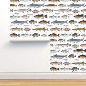 Large Scale - A Few Freshwater Fish