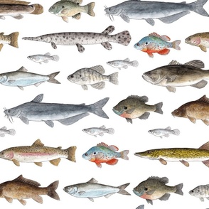 north american channel catfish  Desktop Nexus Wallpapers  Siluriformes  Pescado relleno Monstruo del lago ness
