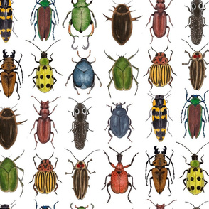 Large Scale - An Assortment of Beetles