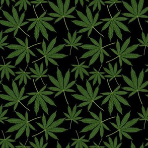Cannabis  