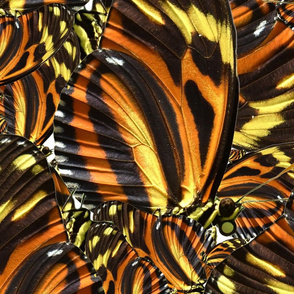 Butterfly Tiger