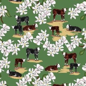spring calves and apple blossoms
