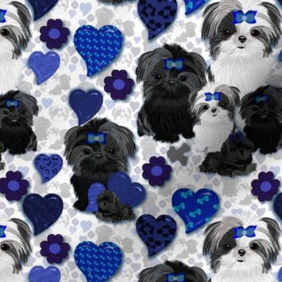 Shihtzu - Shihtzu abt. 2 1/2"" tall